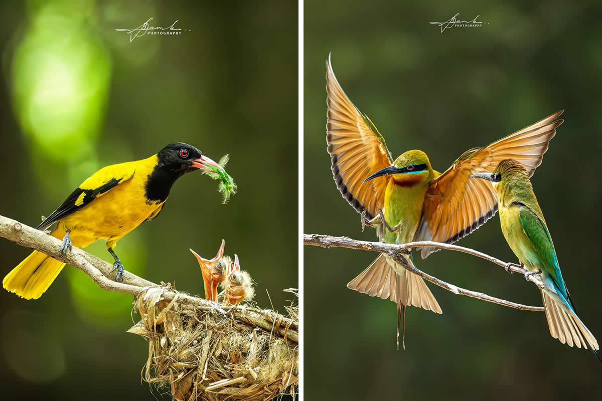 Indian Bird Photography by Biswajit Basak