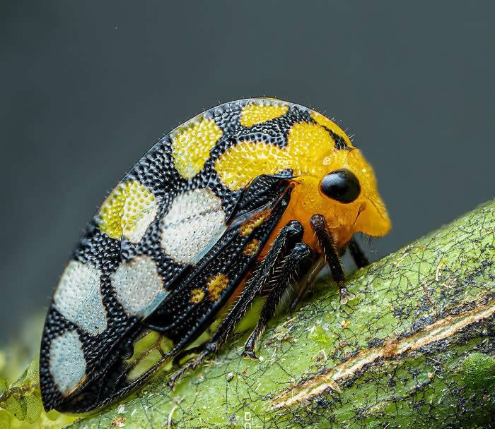 Macro Photography by Dara Ojo