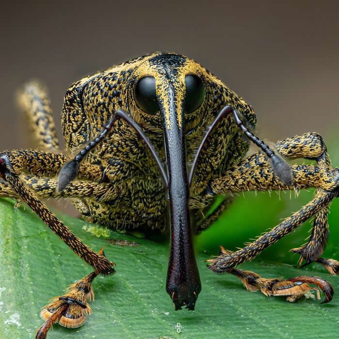 Macro Photography by Dara Ojo