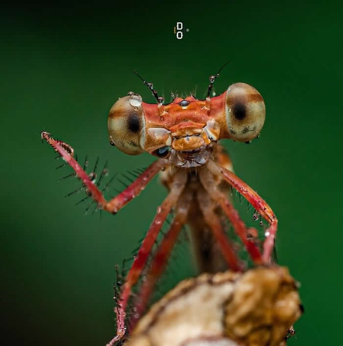 Macro Photography by Dara Ojo