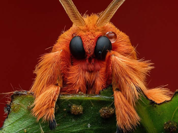 Macro Photography by Dara Ojo