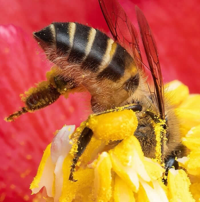 Macro Photography by Dara Ojo