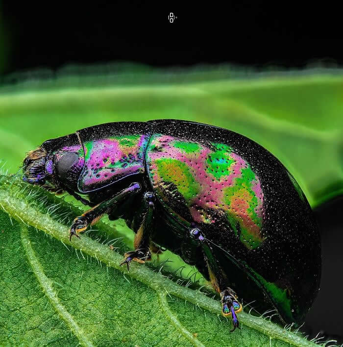 Macro Photography by Dara Ojo