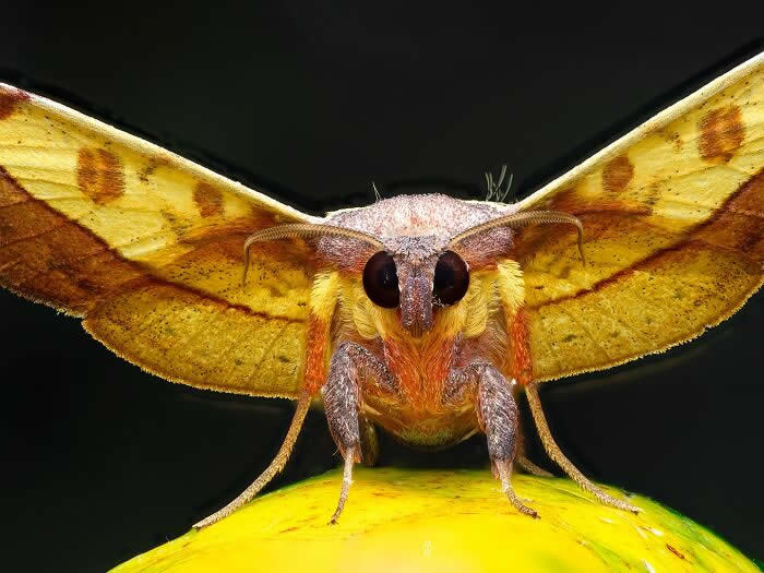 Macro Photography by Dara Ojo