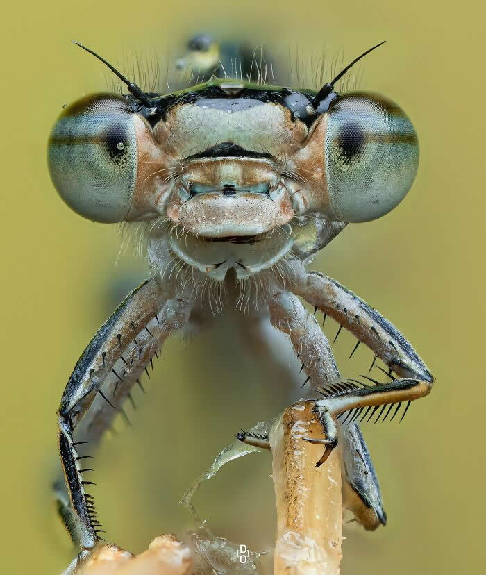 Macro Photography by Dara Ojo