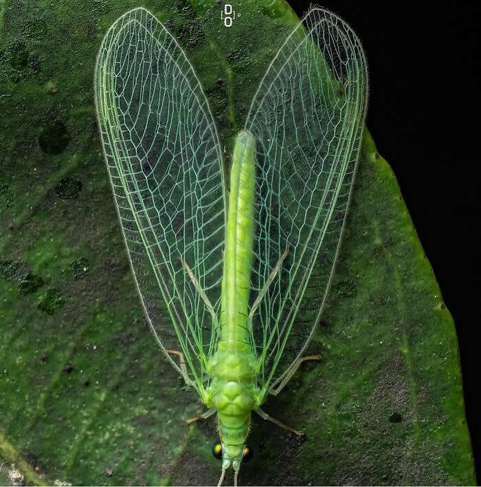 Macro Photography by Dara Ojo