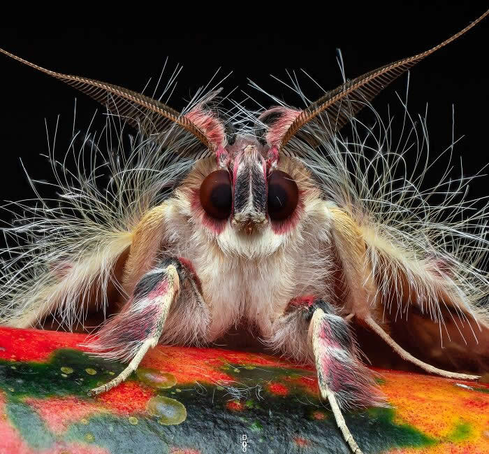 Macro Photography by Dara Ojo
