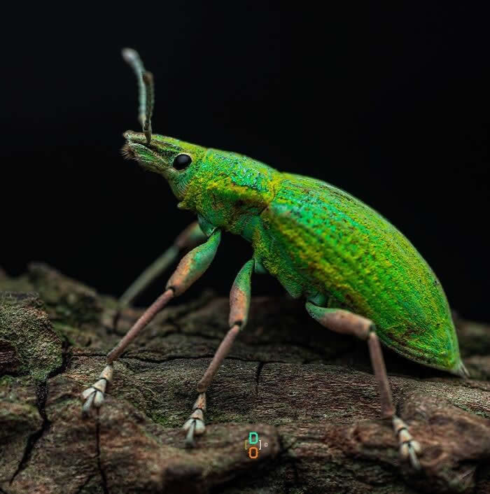 Macro Photography by Dara Ojo