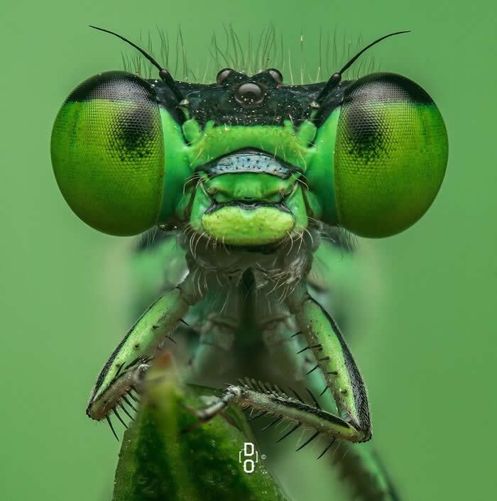 Macro Photography by Dara Ojo
