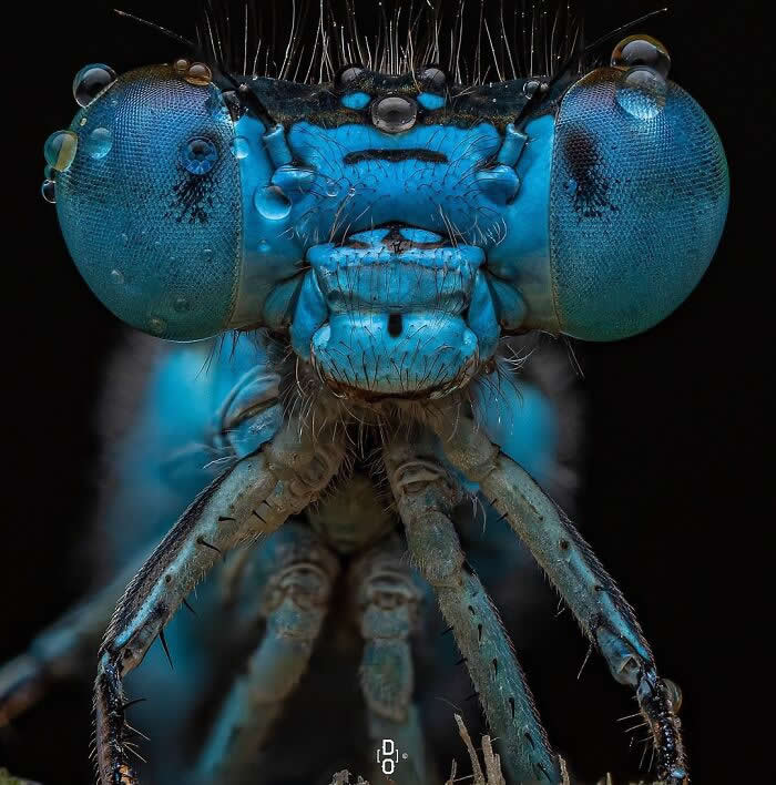 Macro Photography by Dara Ojo