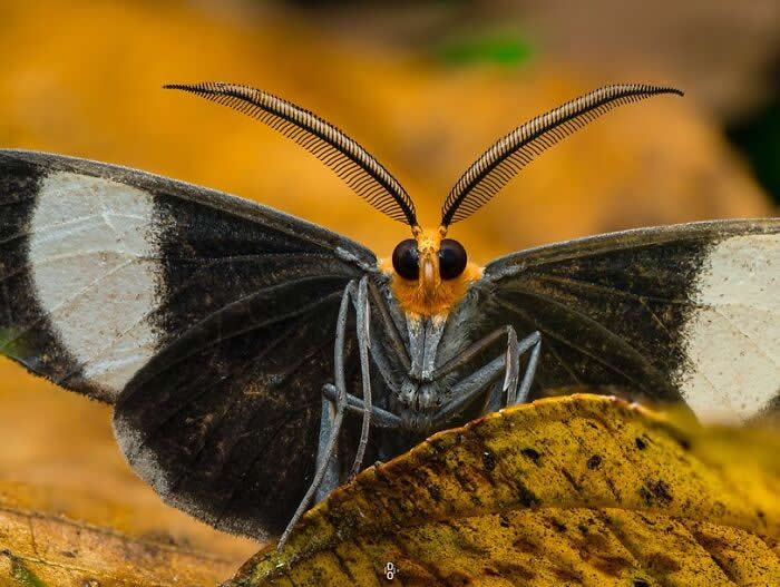 Macro Photography by Dara Ojo