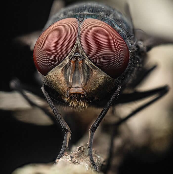 Macro Photography by Dara Ojo