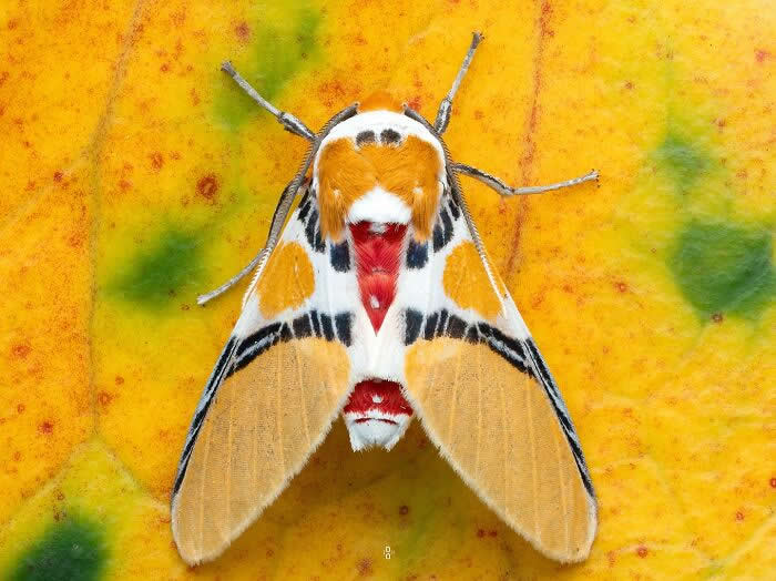 Macro Photography by Dara Ojo