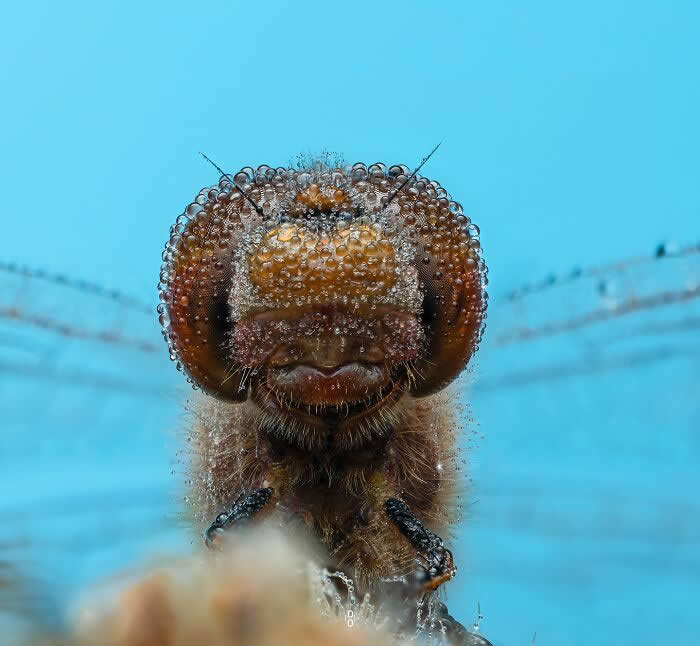 Macro Photography by Dara Ojo