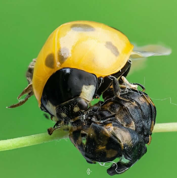 Macro Photography by Dara Ojo