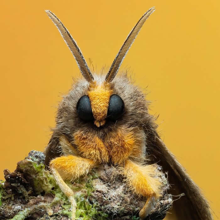 Macro Photography by Dara Ojo