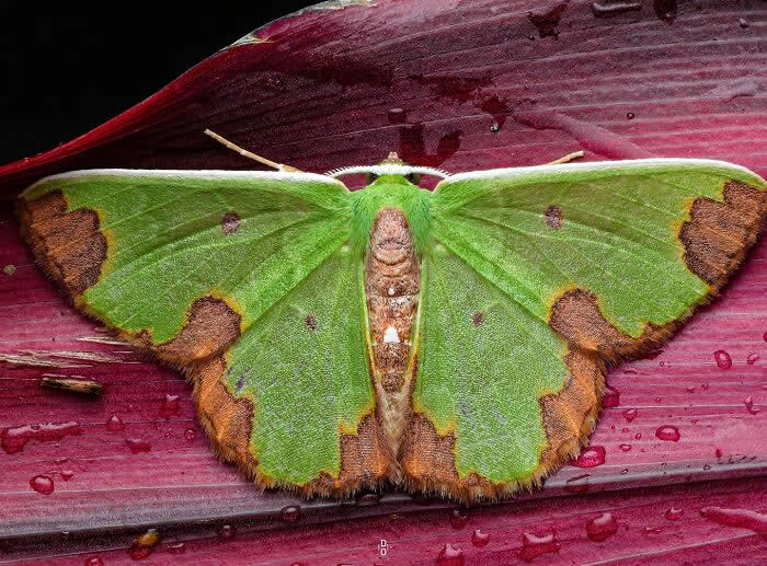 Macro Photography by Dara Ojo