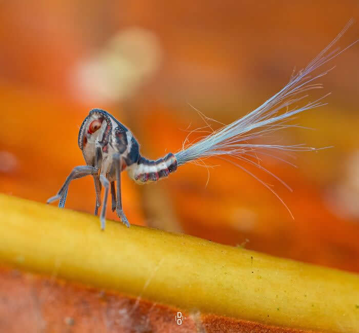 Macro Photography by Dara Ojo