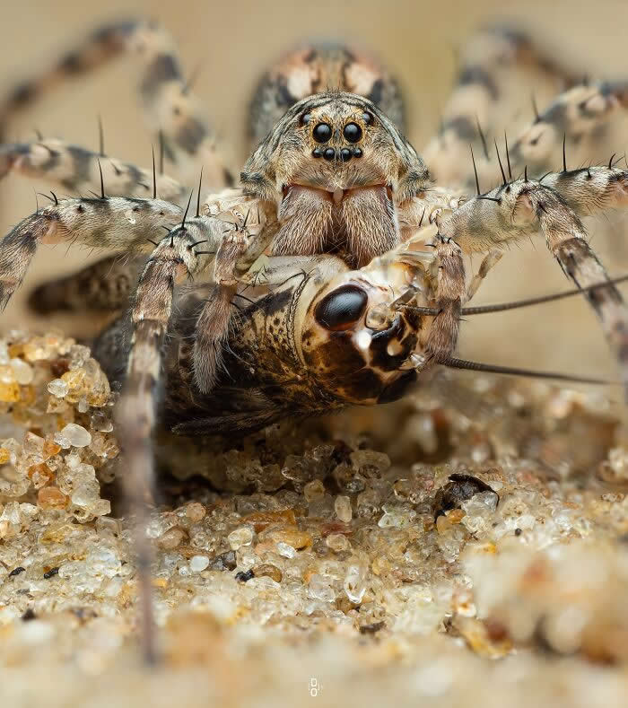 Macro Photography by Dara Ojo