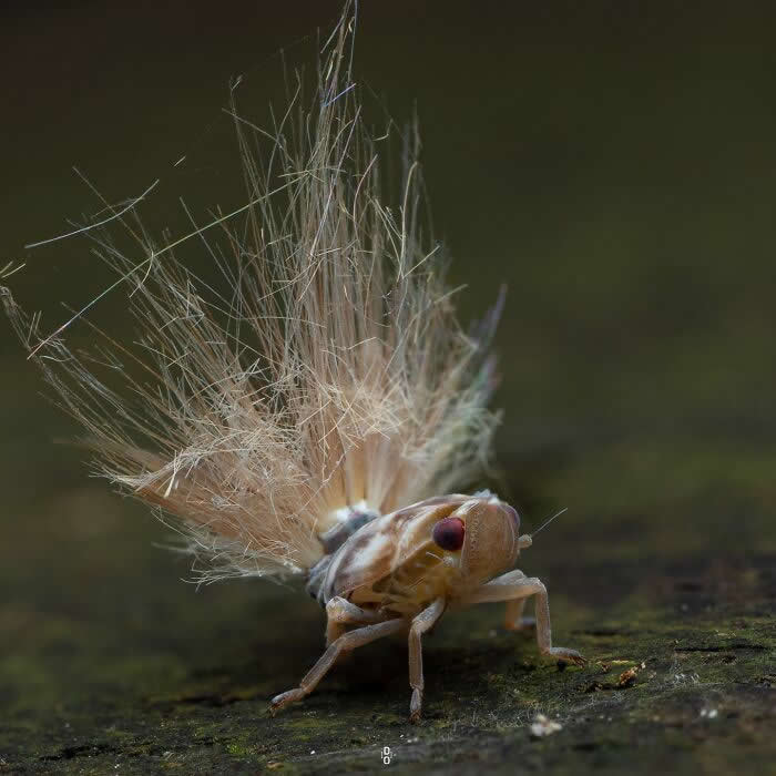 Macro Photography by Dara Ojo