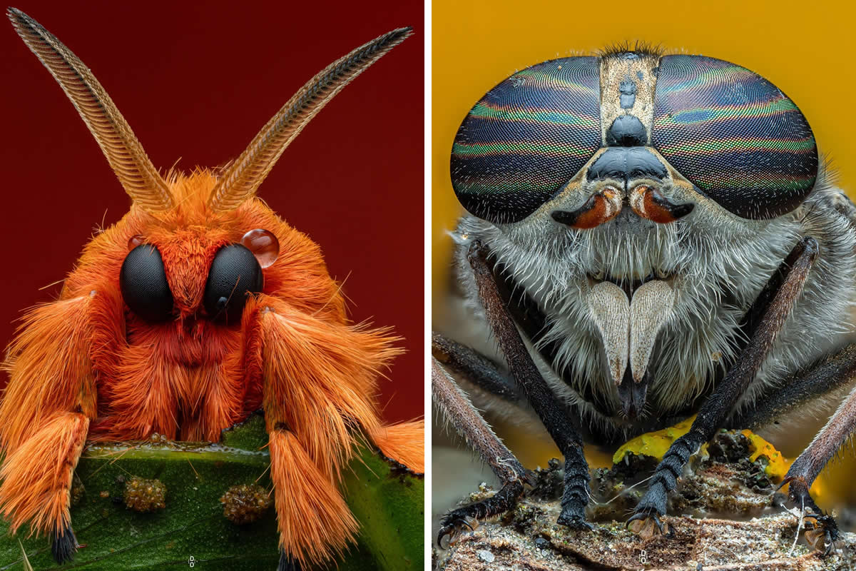 Macro Photography by Dara Ojo