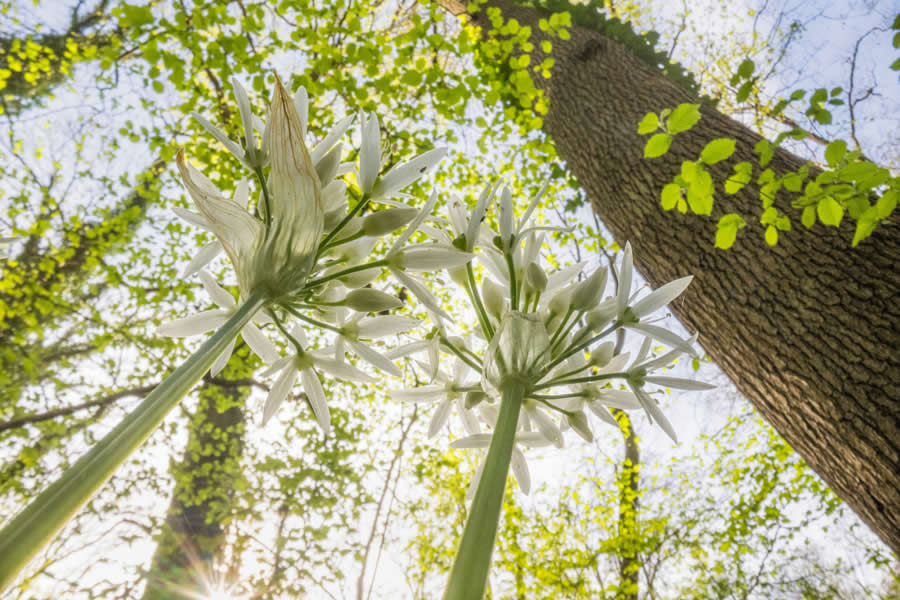 Project Third Place Flowerscapes – A bugs eye view by Theo Bosboom - 2025 Natural Landscape Photography Awards
