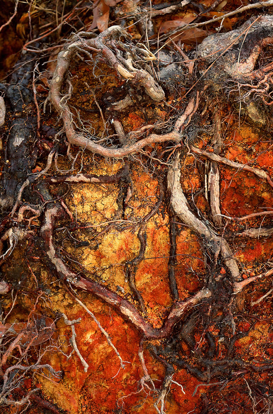 In Your Backyard First Place Patrick Krohn - 2025 Natural Landscape Photography Awards