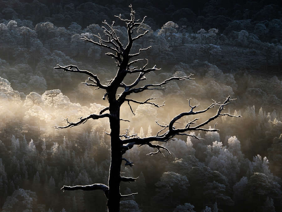 Woodlands First Place Kenny Muir - 2025 Natural Landscape Photography Awards