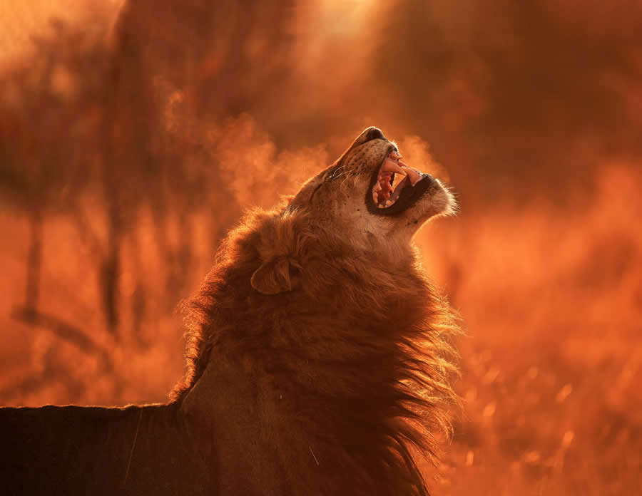 Best and Top South African Wildlife Photographers