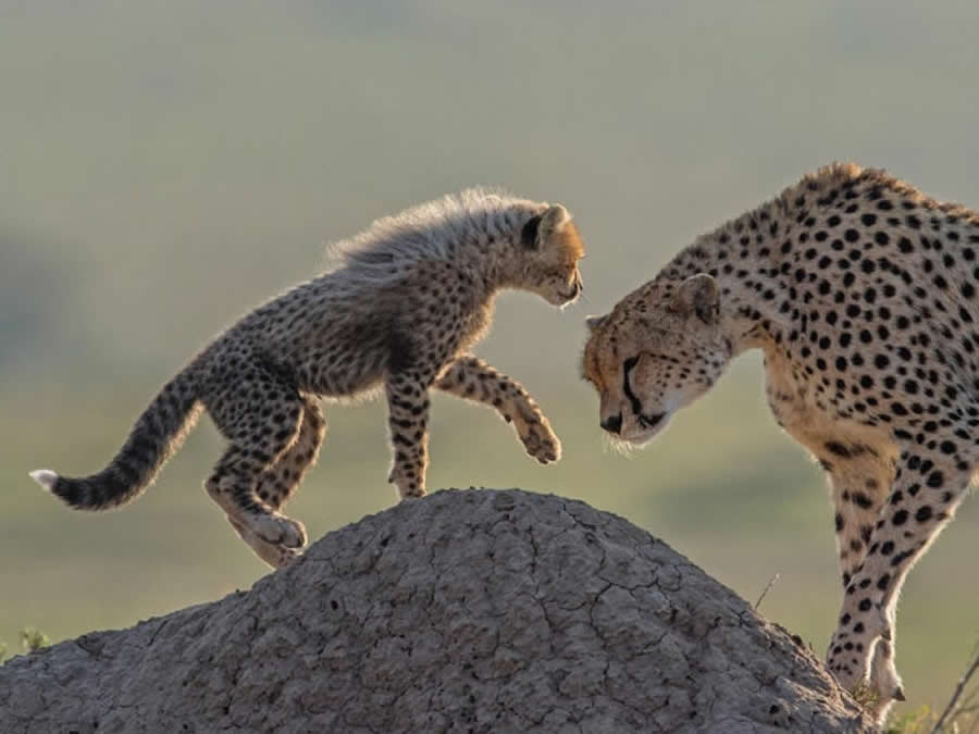 Greg du Toit - Best and Top South African Wildlife Photographers
