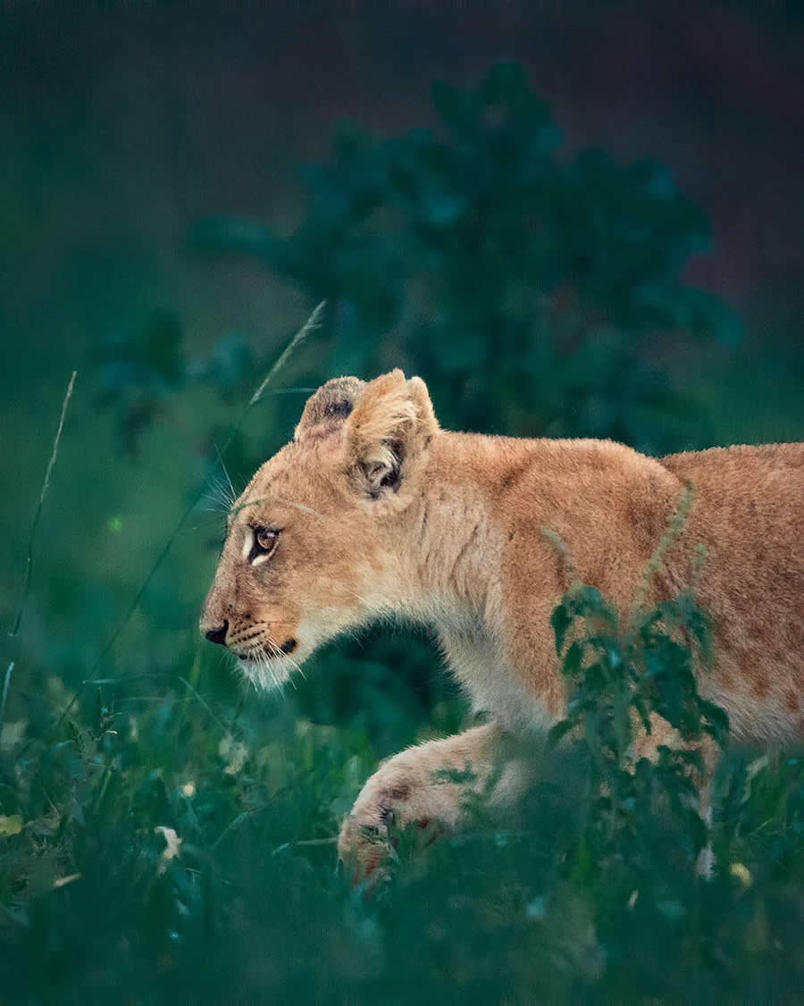 Adam Rabinowitz - Best and Top South African Wildlife Photographers