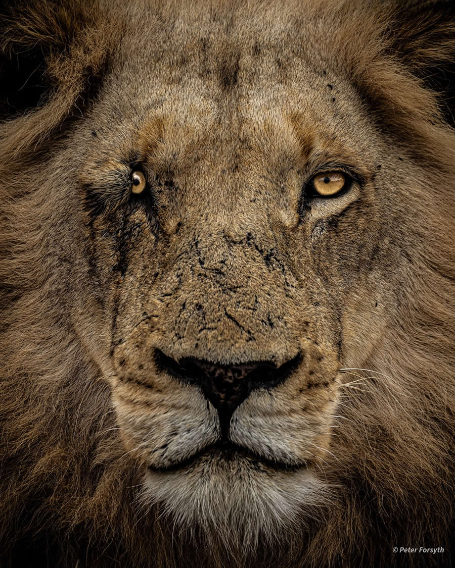Peter Forsyth - Best and Top South African Wildlife Photographers