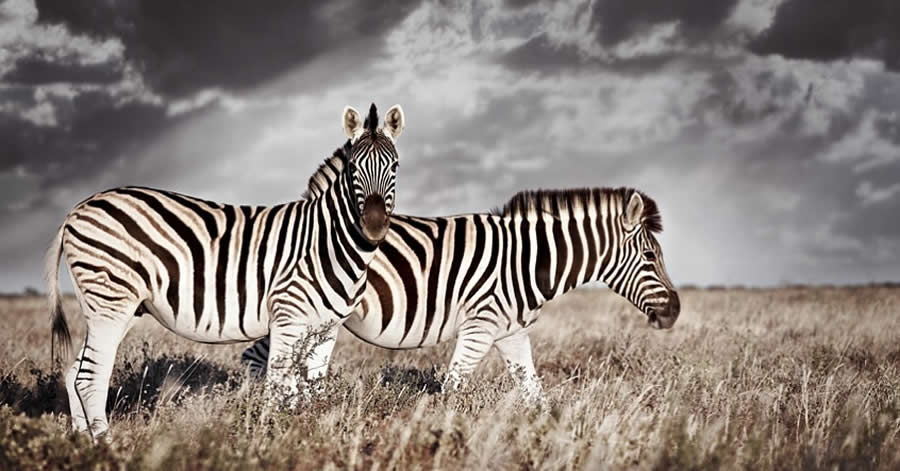 Klaus Tiedge - Best and Top South African Wildlife Photographers