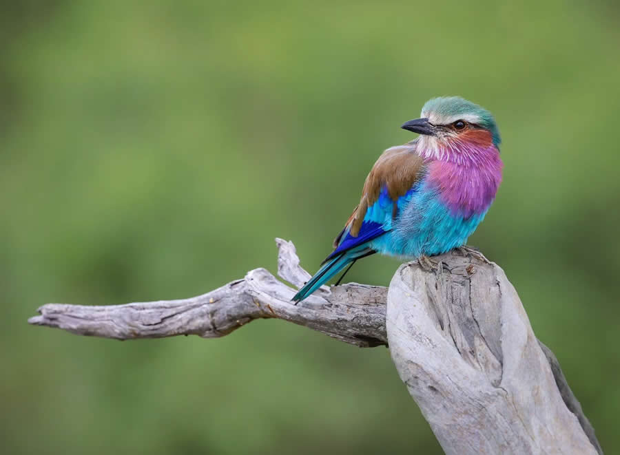 Ruan Minnaar - Best and Top South African Wildlife Photographers