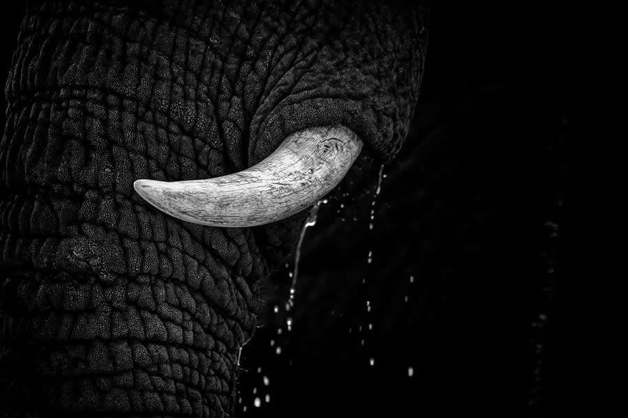 Shannon Wild - Best and Top South African Wildlife Photographers