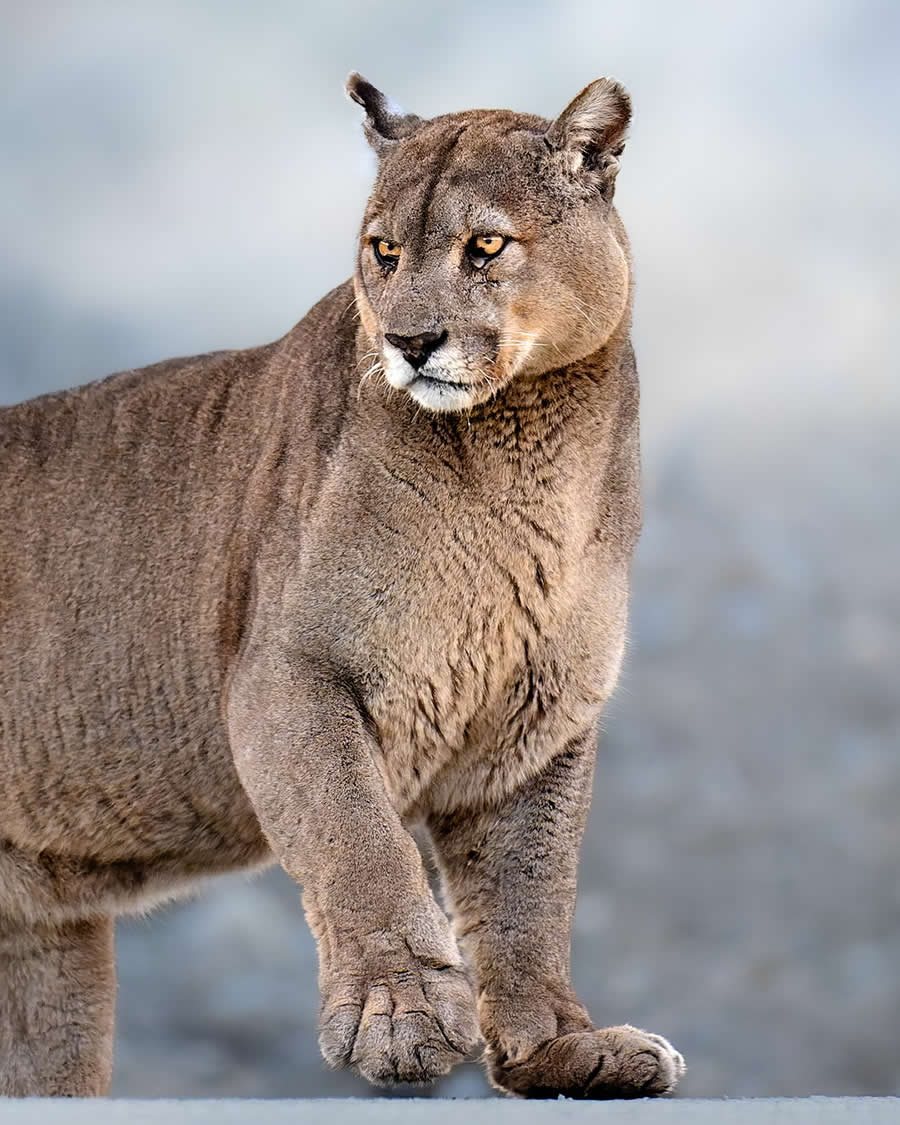 Marlon du Toit - Best and Top South African Wildlife Photographers