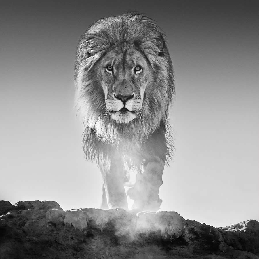 David Yarrow - Best and Top South African Wildlife Photographers