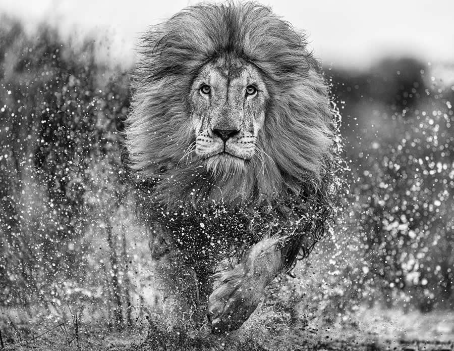 Craig Boddington - Best and Top South African Wildlife Photographers