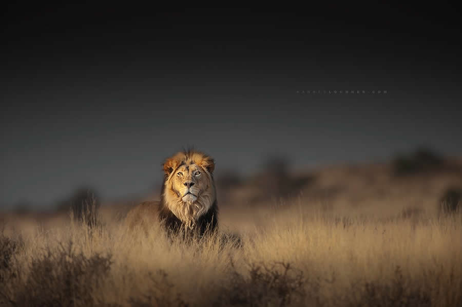 Hannes Lochner - Best and Top South African Wildlife Photographers