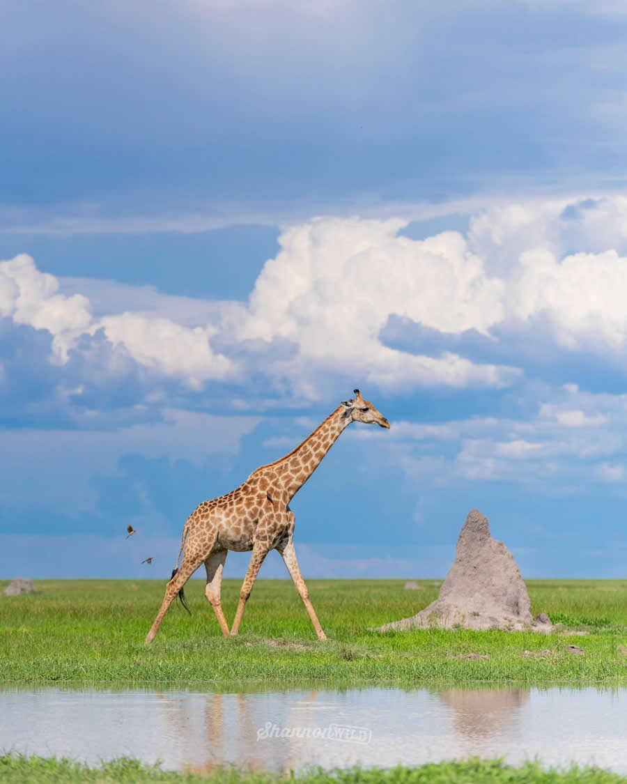 Johan Snyders - Best and Top South African Wildlife Photographers