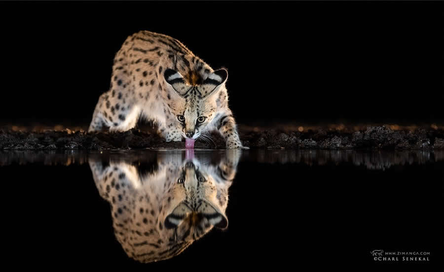 Charl Senekal - Best and Top South African Wildlife Photographers
