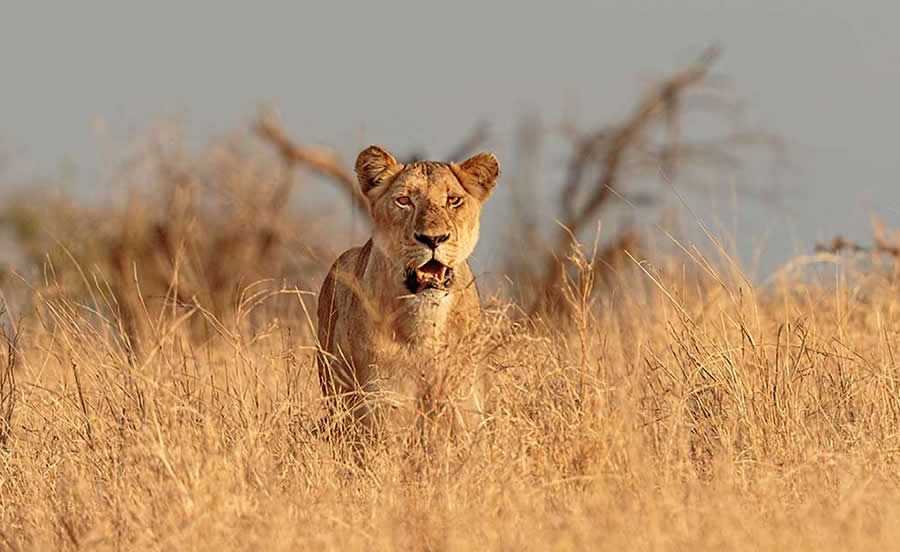 Tony Sparkes - Best and Top South African Wildlife Photographers