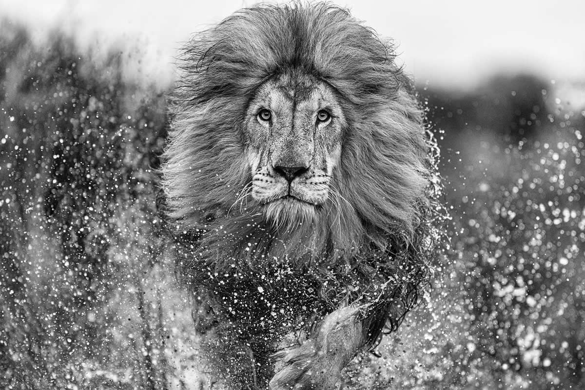 Best and Top South African Wildlife Photographers