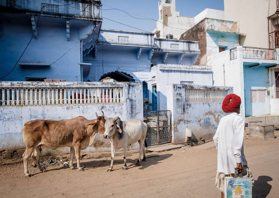 Two Cows and Man Waling with Red Turban Rajasthan India - Captivating Street Photography by Giancarlo Zuccarone