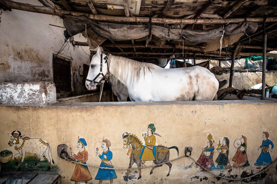 Horse with Traditional Art India - Captivating Street Photography by Giancarlo Zuccarone