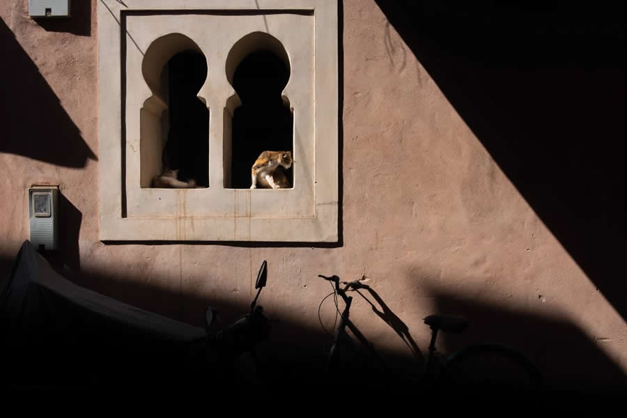 Morocco Streets Cat sitting on the wall with long shadows - Captivating Street Photography by Giancarlo Zuccarone