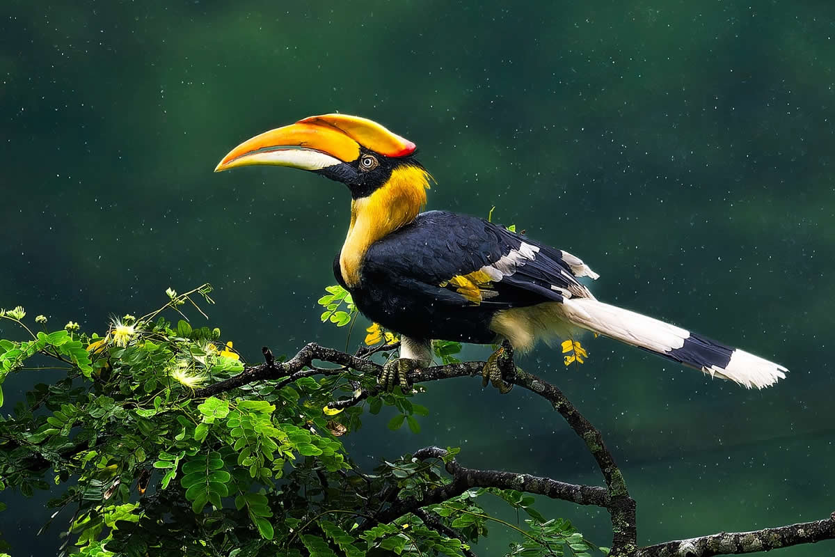 Enchanting Bird Photos