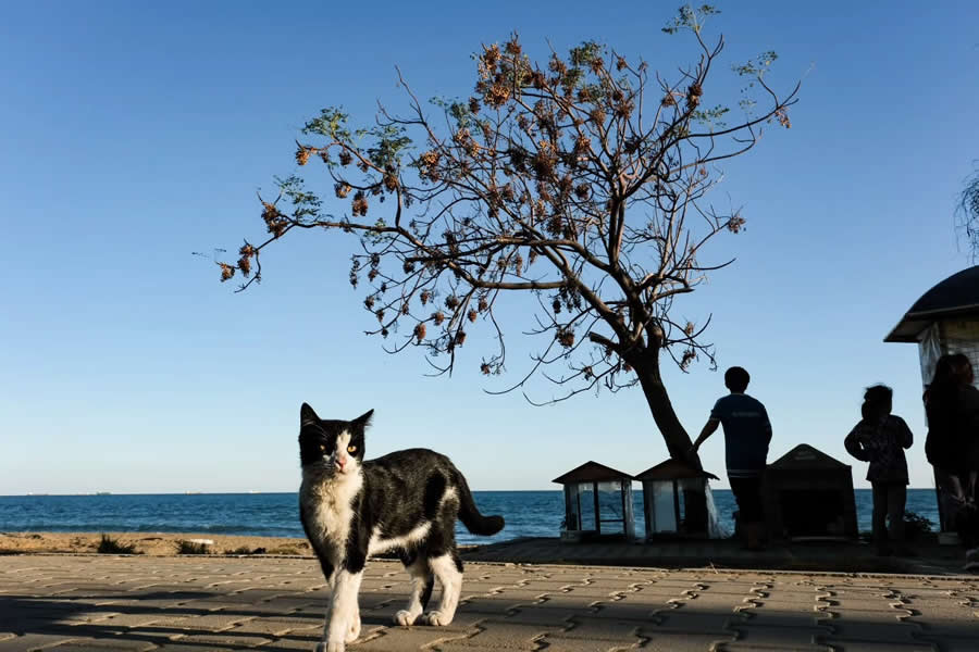 Turkey Street Photography by Melahat Unel