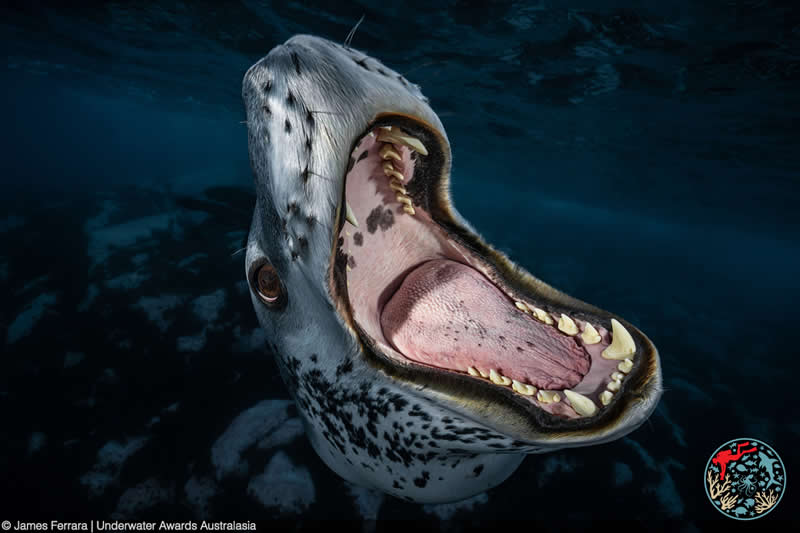 2025 Underwater Awards Australasia
