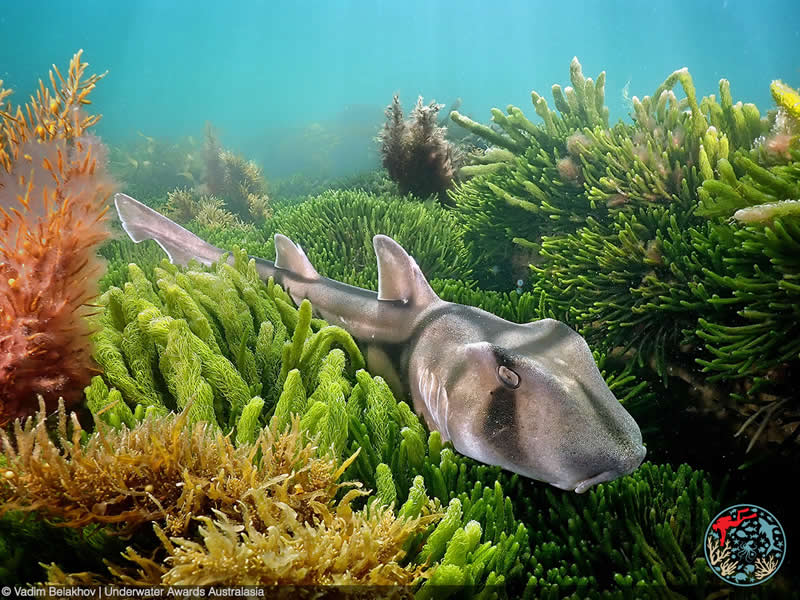 2025 Underwater Awards Australasia